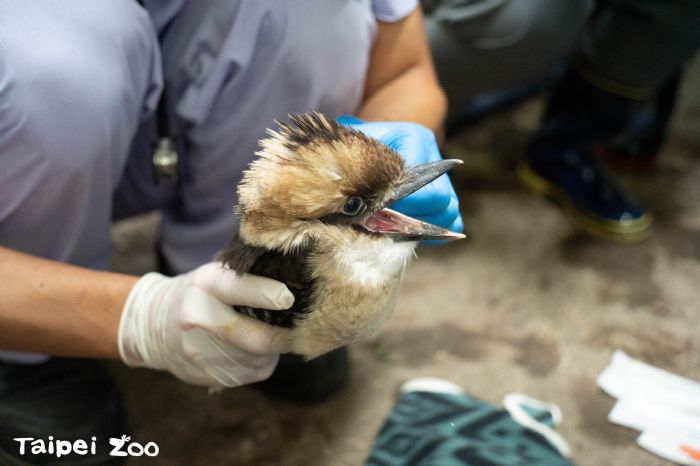 笑聲滿雨林｜臺北市立動物園笑翠鳥家族喜添新成員，育雛日常萌度爆表